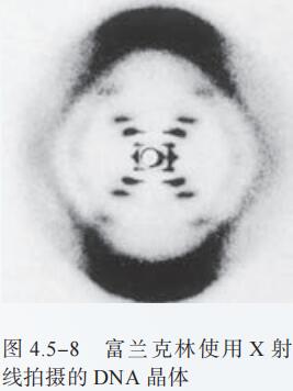 图 4.5-8 富兰克林使用 X 射 线拍摄的 DNA 晶体